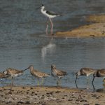 CE Wetland Restoration Project: San Dieguito Lagoon